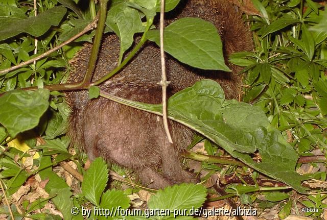Igel 2010 Ausruh-Igel