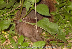 Igel 2010 Ausruh-Igel