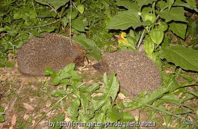 Igel 2010 Nasenstüber