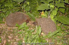 Igel 2010 Nasenstüber