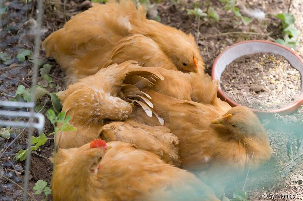 Kuscheln und sich putzen 2