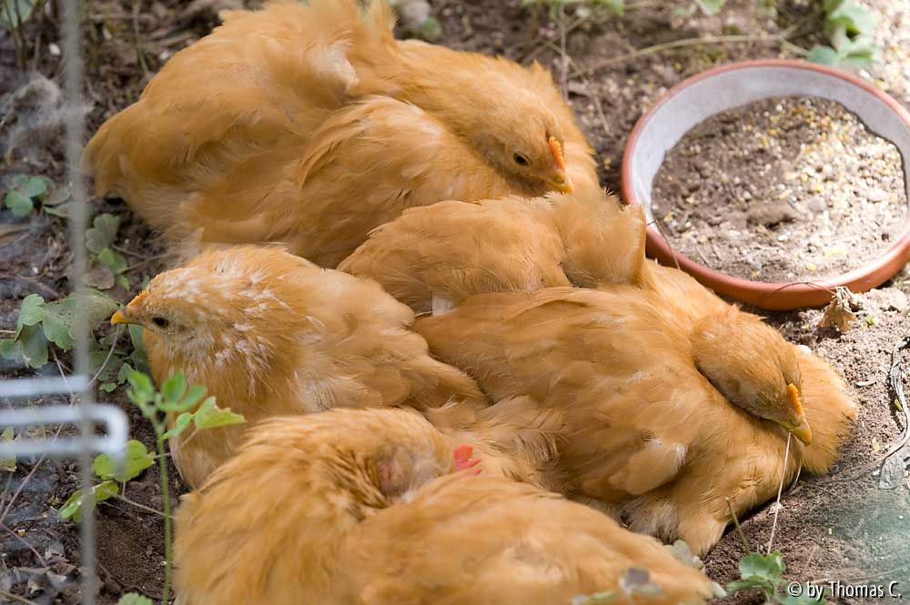 Kuscheln und sich putzen 1