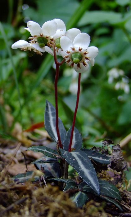 Chimaphila maculata