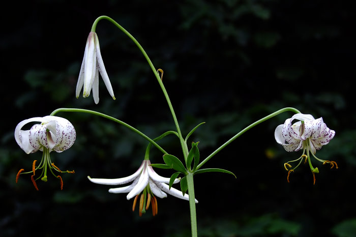 Lilium duchartrei