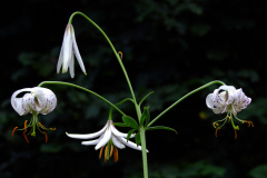 Lilium duchartrei