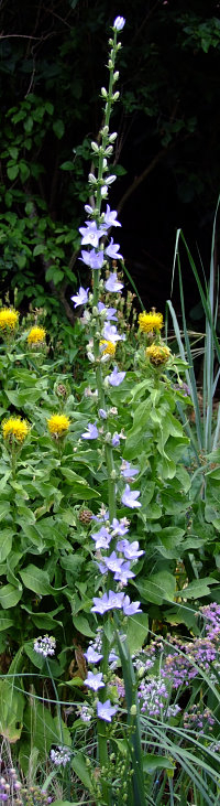Campanula pyramidalis