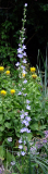 Campanula pyramidalis