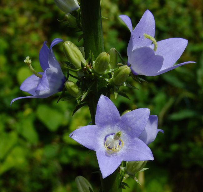 Campanula pyramidalis