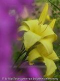 Hem_-_Buried-Treasure_P7130.jpg