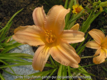 Hemerocallis hybr_ _Crestwood Lucy_ 4 P7