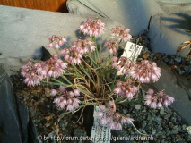 Allium olympicum 3
