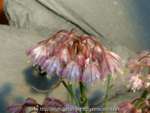 Allium olympicum 2
