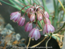 Allium olympicum 1