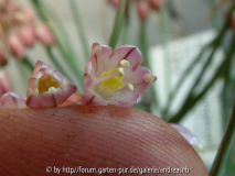 Allium olympicum 0