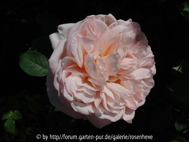 Alexandrine rosa 140710