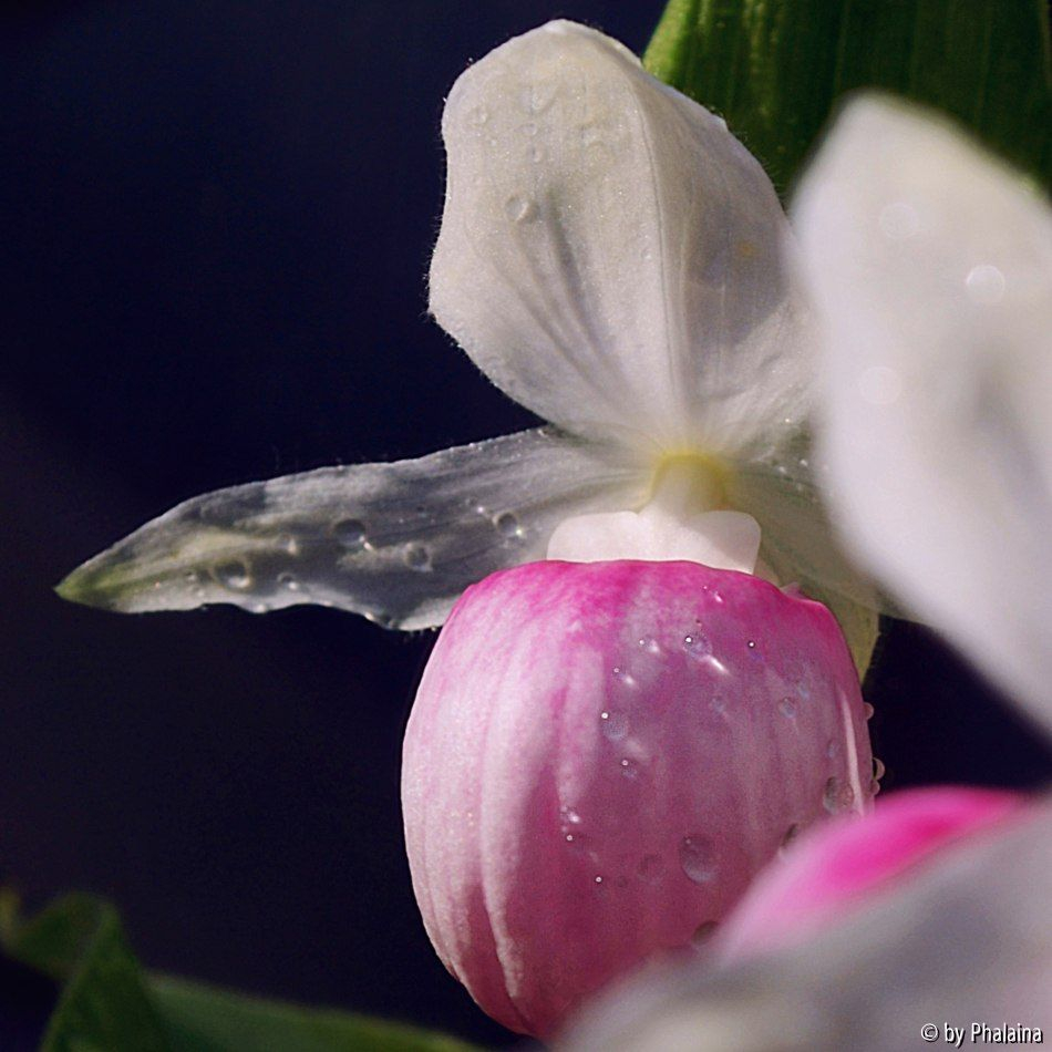 Cypripedium reginae