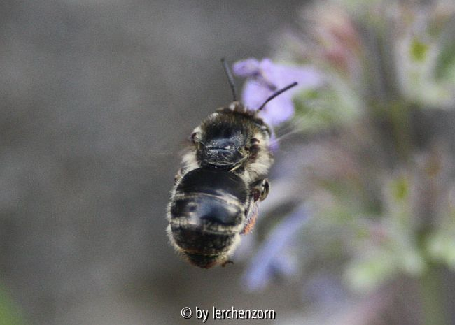 Pelzbiene (Anthophora spec.)