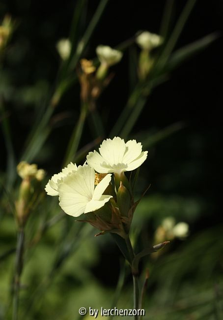 Knapps Nelke (Dianthus knappii)