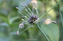 Gemüse-Lauch (Allium oleraceum)