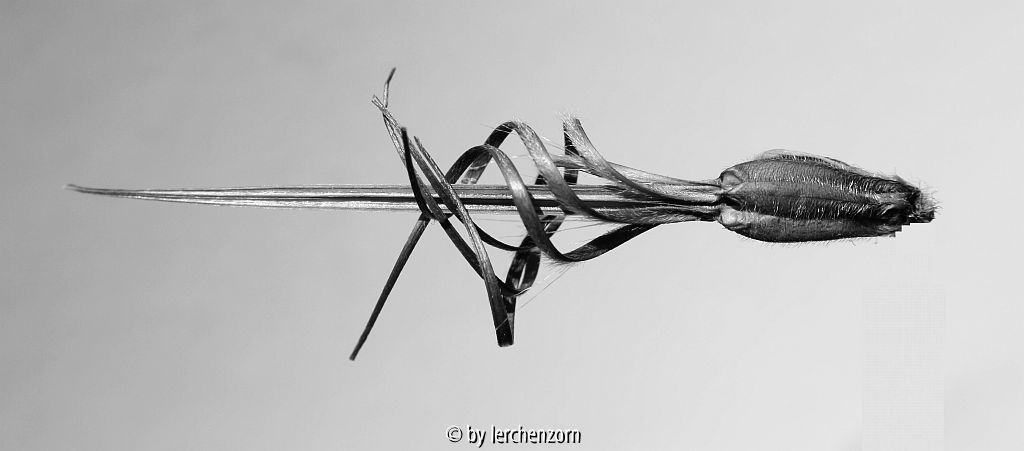 Reiherschnabel (Erodium manescavii), Fruchtstand