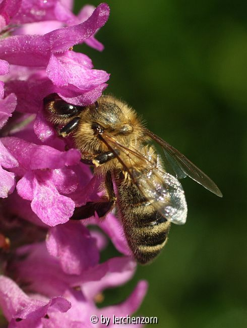 Honigbiene an Ziest (Stachys monieri, Sorte: HUMMELO)
