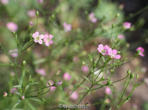 Acker-Gipskraut (Gypsophila muralis), Absaat von GARDEN BRIDE