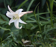 Taiwan-Lilie (Lilium formosanum var. pricei)