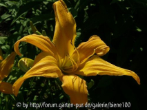 goldener Spider.jpg