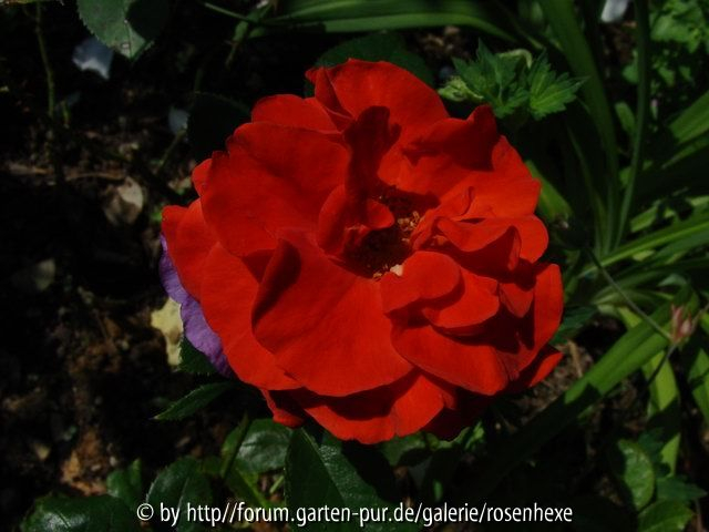 Brown Velvet 0710