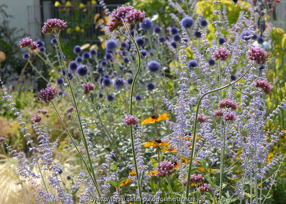Echinops ritro mit Perovskia abrotanoides
