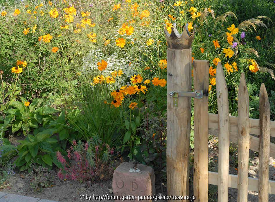 cosmos sulphureus