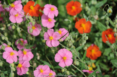 Helianthemum