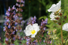 Salvia lavandulifolia Cistus laurifolius