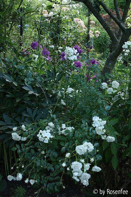 Rosen-Phlox-Gesellschaft