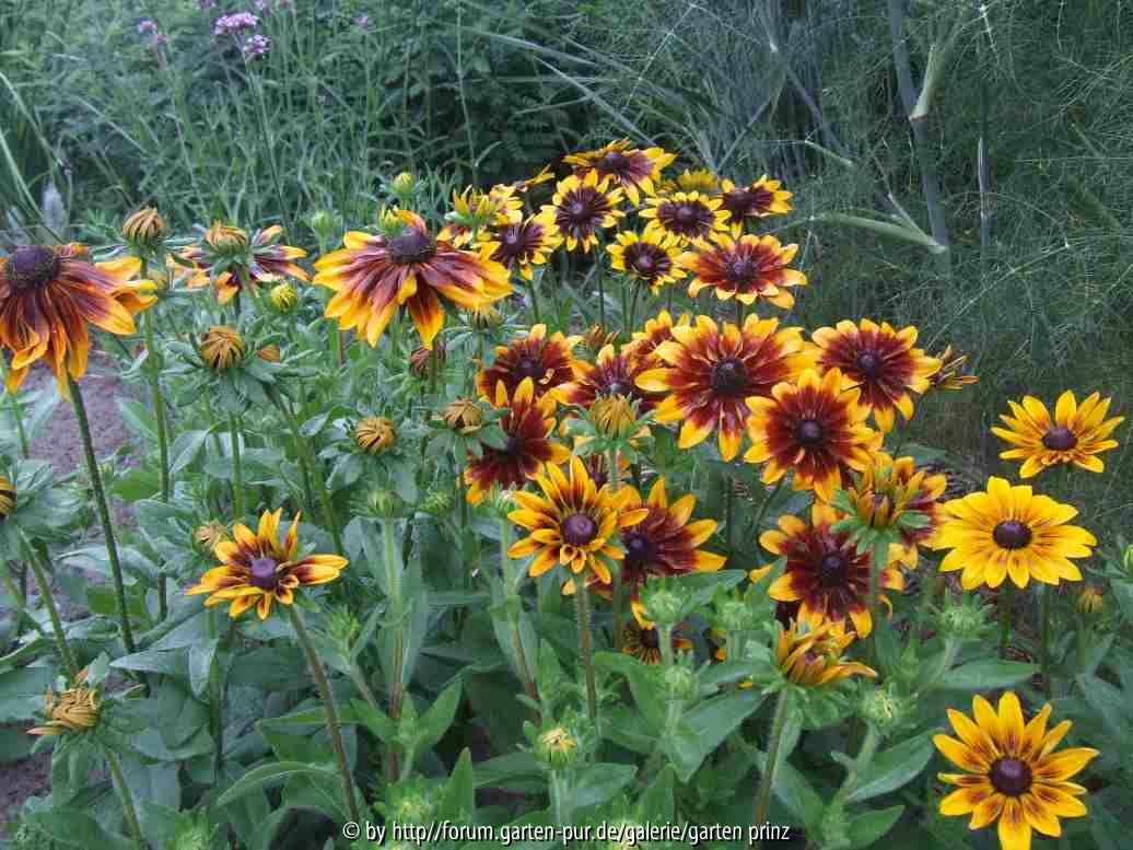 Rudbeckia hirta (2010-07)