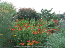 Helenium Sahin's Early Flowerer (2010-07