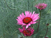 Echinacea Fatal Attraction (2010-07)
