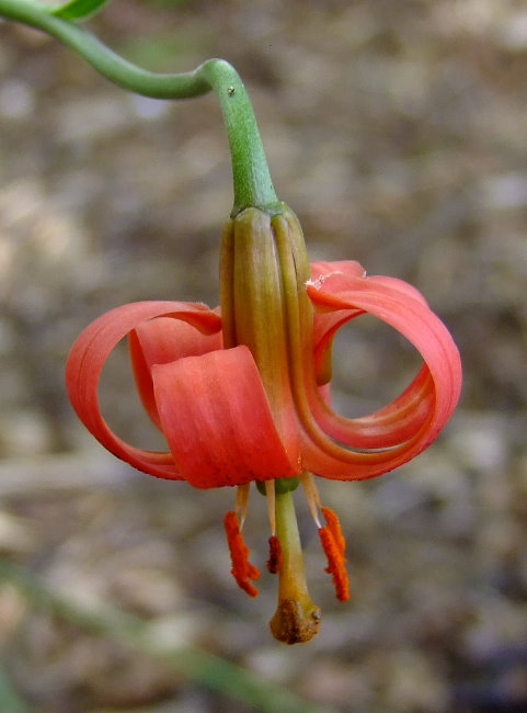 Lilium callosum