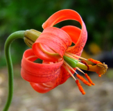 Lilium callosum