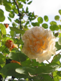 Oktober-Rose