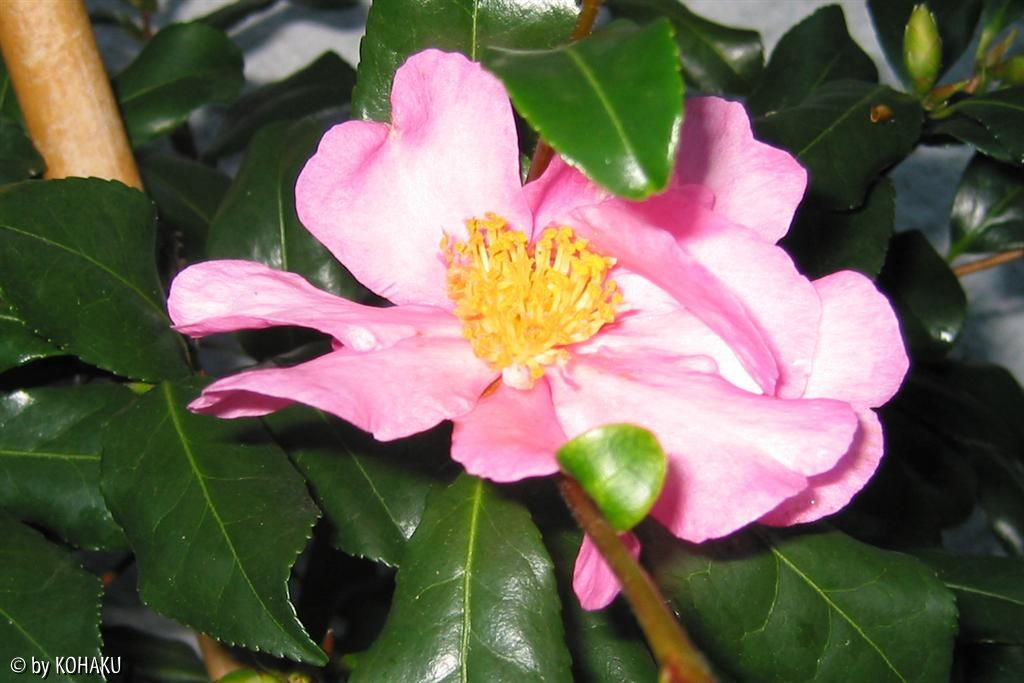 camelia sasanqua