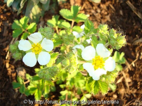 Potentilla andicola