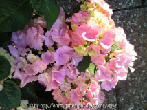 Hortensie macr. zartrosa