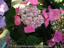 Tellerhortensie rosa-pink