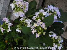 Hortensie You&Me Serie 1