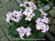 Hortensie You&Me Serie 2