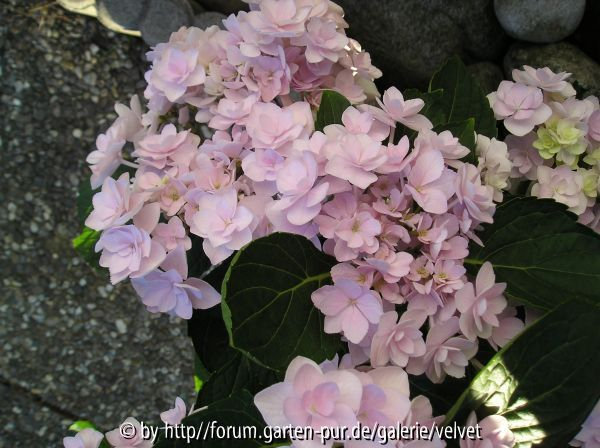 Hortensie You&Me Serie 3