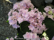 Hortensie You&Me Serie 3