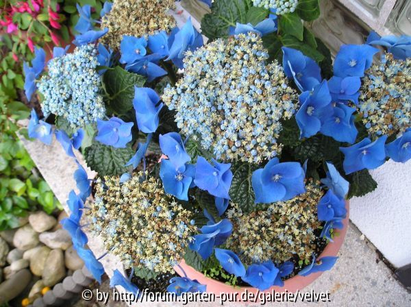 Tellerhortensie Blaumeise?