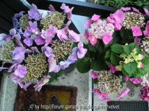 Tellerhortensie blaurosa + rosa-pink